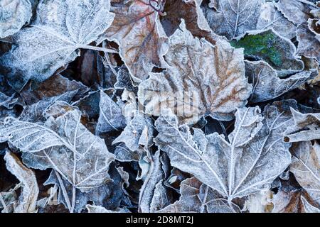 Mosaik von gefallenen Blättern, die auf dem Boden liegen und bedeckt sind Mit Frost Stockfoto