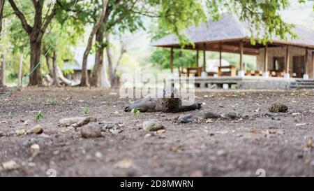 Ein sehr alter und dünner Komodo-Drache auf dem Boden im Dorf Komodo Island, Indonesien, weicher Fokus Stockfoto