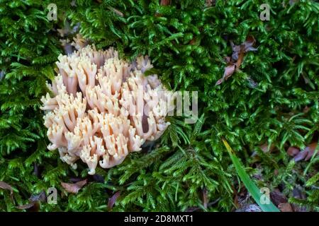 Ramaria pallida weißen Pilz im Wald aus Das Moosgrün Stockfoto