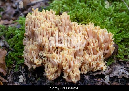 Ramaria pallida weißen Pilz im Wald aus Das Moosgrün Stockfoto