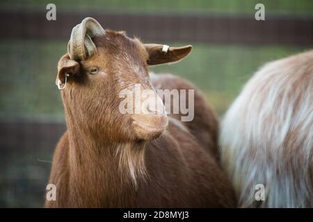 Vauxhall City Farm Stockfoto