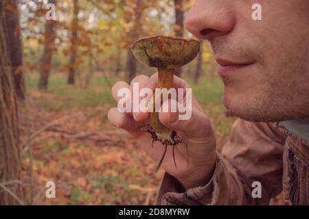 Mann riecht einen Pilz namens Boletus badius Stockfoto