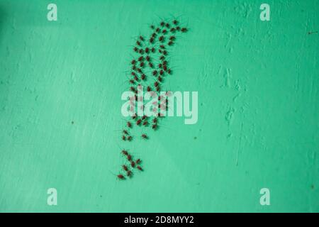 Ameisen sind eusoziale Insekten der Familie Formicidae und, zusammen mit den verwandten Wespen und Bienen, Stockfoto