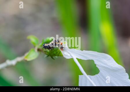 Schwarze Raupe auf schöner weißer Hibiskusblüte Stockfoto