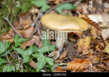 Gelbe Pilze aus der Nähe kommen zwischen den Blättern, Moos und Ästen in den Bergen unter den Bäumen Stockfoto