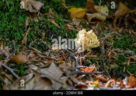 Ramaria pallida weißen Pilz im Wald aus Das Moosgrün Stockfoto