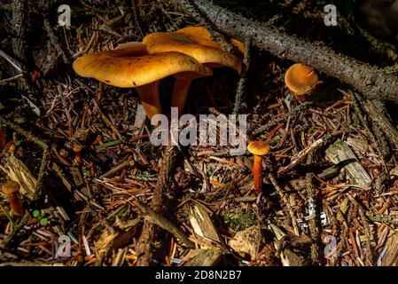 Hygrophoropsis aurantiaca oder Falsche Chanterelle Gruppe in Kiefernwäldern. Stockfoto