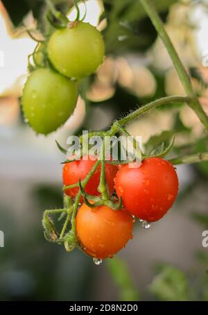 Frische reife rote Tomaten und einige Tomaten, die nicht sind Reif und doch am Weinstock einer Tomatenpflanze hängend Im Garten Stockfoto