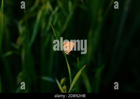 Kleiner Kupferschmetterling im Gras, dunkles Naturfoto, horizontaler Hintergrund. Stockfoto