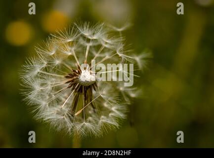 Löwenzahn Makro, Löwenzahn im Wind Samen schweben weg, Naturfoto Stockfoto