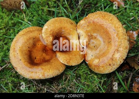 Brauner Rollrand Paxillus involutus Stockfoto