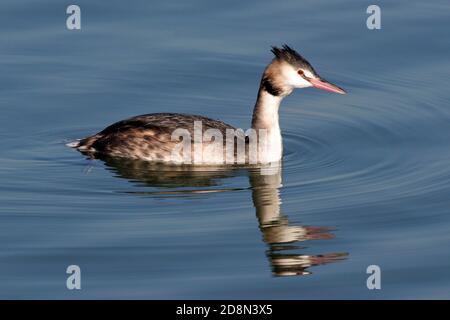 Große Haubenschweine (Podiceps cristatus) Wintergefieder Stockfoto