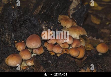 Gruppe von Hypholoma lateritium, Ziegelkappe ungenießbarer Wildpilz Stockfoto