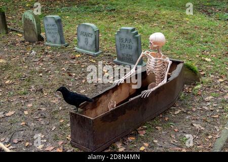 Skelett in Coffin an Halloween, Thorpre Perrow Arboretum, bei Bedale, North Yorkshire, England Stockfoto