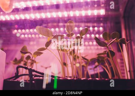 Smart Indoor Farm und Photoperiodismus Konzept. Selektiver Fokus auf künstliche LED-Panel-Lichtquelle in einem Experiment auf Gemüse Pflanzenwachstum verwendet. Stockfoto