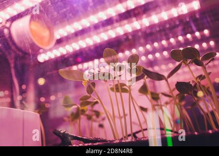 Smart Indoor Farm und Photoperiodismus Konzept. Selektiver Fokus auf künstliche LED-Panel-Lichtquelle in einem Experiment auf Gemüse Pflanzenwachstum verwendet. Stockfoto