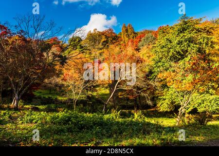 Herbstfarben im Winkworth Arboretum, Surrey, Großbritannien Stockfoto