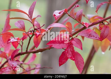 Rote Herbstblätter der Blaubeerpflanze, Vaccinium 'Patriot', regnerisch durchnässt, Nahaufnahme Stockfoto