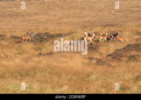 Rothirsch mit Hirschen, Cervus elaphuson während der herbstlichen Rut auf Big Moor, Derbyshire, Peak District National Park, England, Großbritannien. Stockfoto