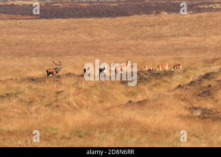 Rothirsch mit Hirschen, Cervus elaphuson während der herbstlichen Rut auf Big Moor, Derbyshire, Peak District National Park, England, Großbritannien. Stockfoto