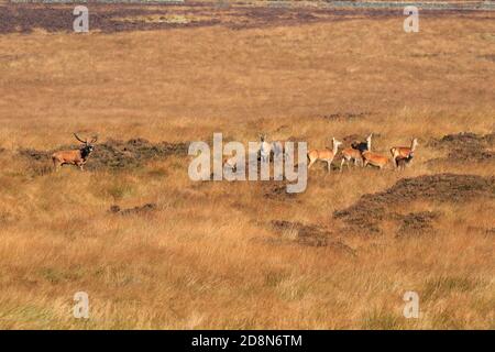 Rothirsch mit Hirschen, Cervus elaphuson während der herbstlichen Rut auf Big Moor, Derbyshire, Peak District National Park, England, Großbritannien. Stockfoto