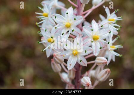Schöne florale Hintergrund. Makro-Fotografie von Blütenständen von weißen Blumen. Makroansicht der schönen Natur Stockfoto