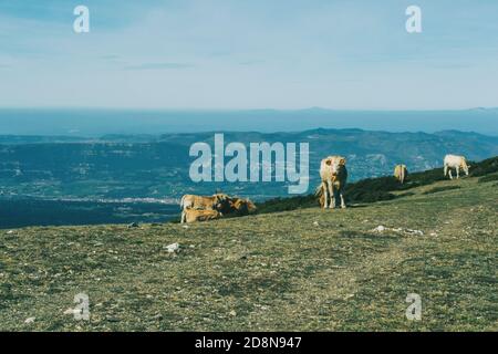 Blick auf eine bergige Landschaft mit einer Herde Kühe Im Vordergrund Stockfoto