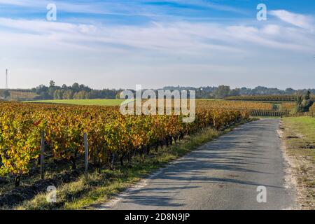 Blick auf die schönen Herbstfarben in den Weinbergen in Gironde In der Nähe von Bordeaux Stockfoto