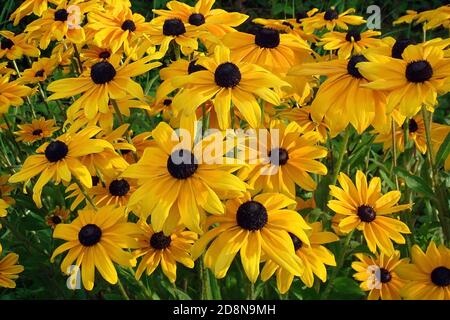 Gelbe Blüten Rudbeckia auch als Black Eyed Susan oder Coneblower im Garten an sonnigen Sommertag bekannt. Heller floraler Hintergrund. Gelb-braune Gänseblümchen, die von einem Seitenlicht beleuchtet werden. Nahaufnahme Stock Foto. Stockfoto