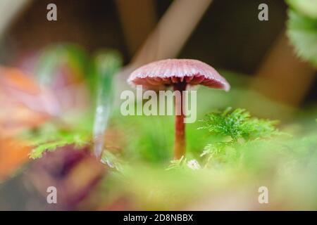 Nahaufnahme eines einzelnen kleinen Pilzes im Moos Stockfoto