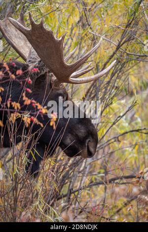 Großer Bullenelch im Wald im Grand Teton National Parken Stockfoto