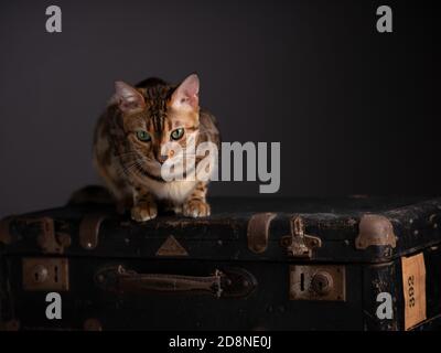 Porträt einer Bengalkatze mit einem alten Koffer Stockfoto