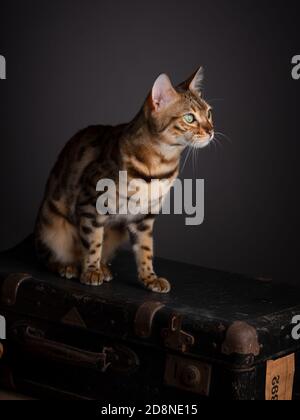 Porträt einer Bengalkatze mit einem alten Koffer Stockfoto