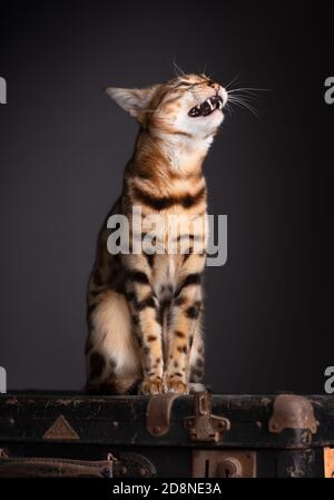 Porträt einer Bengalkatze mit einem alten Koffer Stockfoto