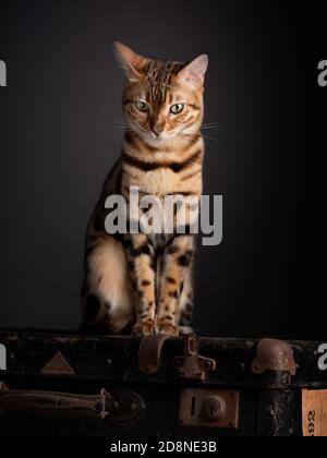 Porträt einer Bengalkatze mit einem alten Koffer Stockfoto