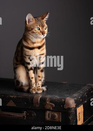 Porträt einer Bengalkatze mit einem alten Koffer Stockfoto