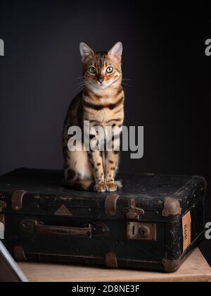 Porträt einer Bengalkatze mit einem alten Koffer Stockfoto