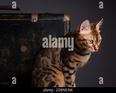 Porträt einer Bengalkatze mit einem alten Koffer Stockfoto