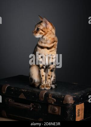 Porträt einer Bengalkatze mit einem alten Koffer Stockfoto