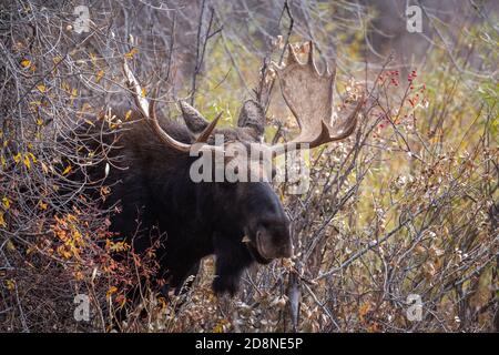 Großer Bullenelch im Wald im Grand Teton National Parken Stockfoto