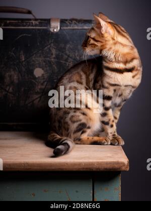 Porträt einer Bengalkatze mit einem alten Koffer Stockfoto