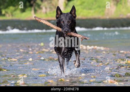 Deutscher Schäferhund Objekt aus Wasser abrufen, Italien Stockfoto