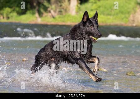 Schwarzer Schäferhund abrufen Objekt aus Wasser, Italien Stockfoto