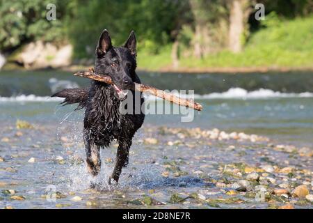 Schwarzer Schäferhund abrufen Objekt aus Wasser, Italien Stockfoto