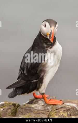 Puffin steht auf einem Felsen (Fratercula arctica), Farne-Inseln, Schottland Stockfoto