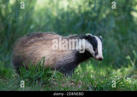 Europäischen Dachs (Meles meles), Dumfries, Schottland Stockfoto