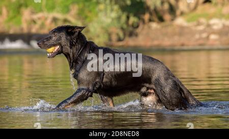 Schwarzer Schäferhund abrufen Objekt aus Wasser, Italien Stockfoto