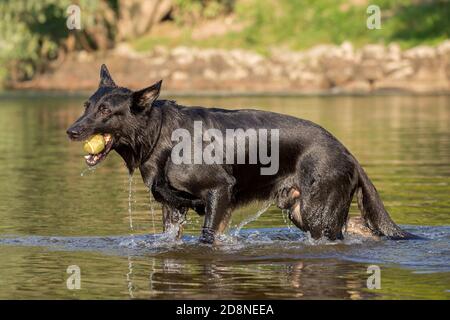 Schwarzer Schäferhund abrufen Objekt aus Wasser, Italien Stockfoto