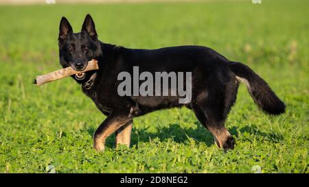 Ausgebildeter schwarzer deutscher Schäferhund findet Objekt in einem grünen Feld, Italien Stockfoto