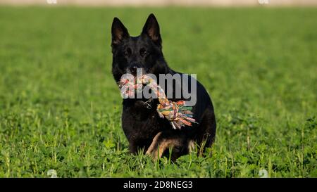 Ausgebildeter schwarzer deutscher Schäferhund findet Objekt in einem grünen Feld, Italien Stockfoto